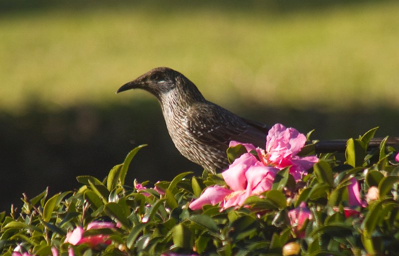 wattle bird.jpg